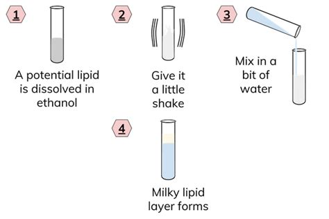 emulsion test for lipids|Biochemical Tests: Lipids .